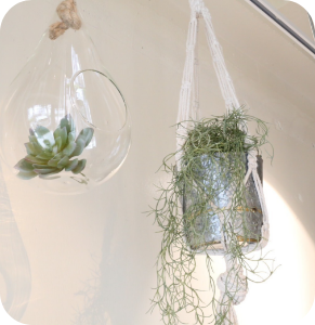 店内に飾られている植物の写真