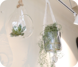 店内に飾られている植物の写真