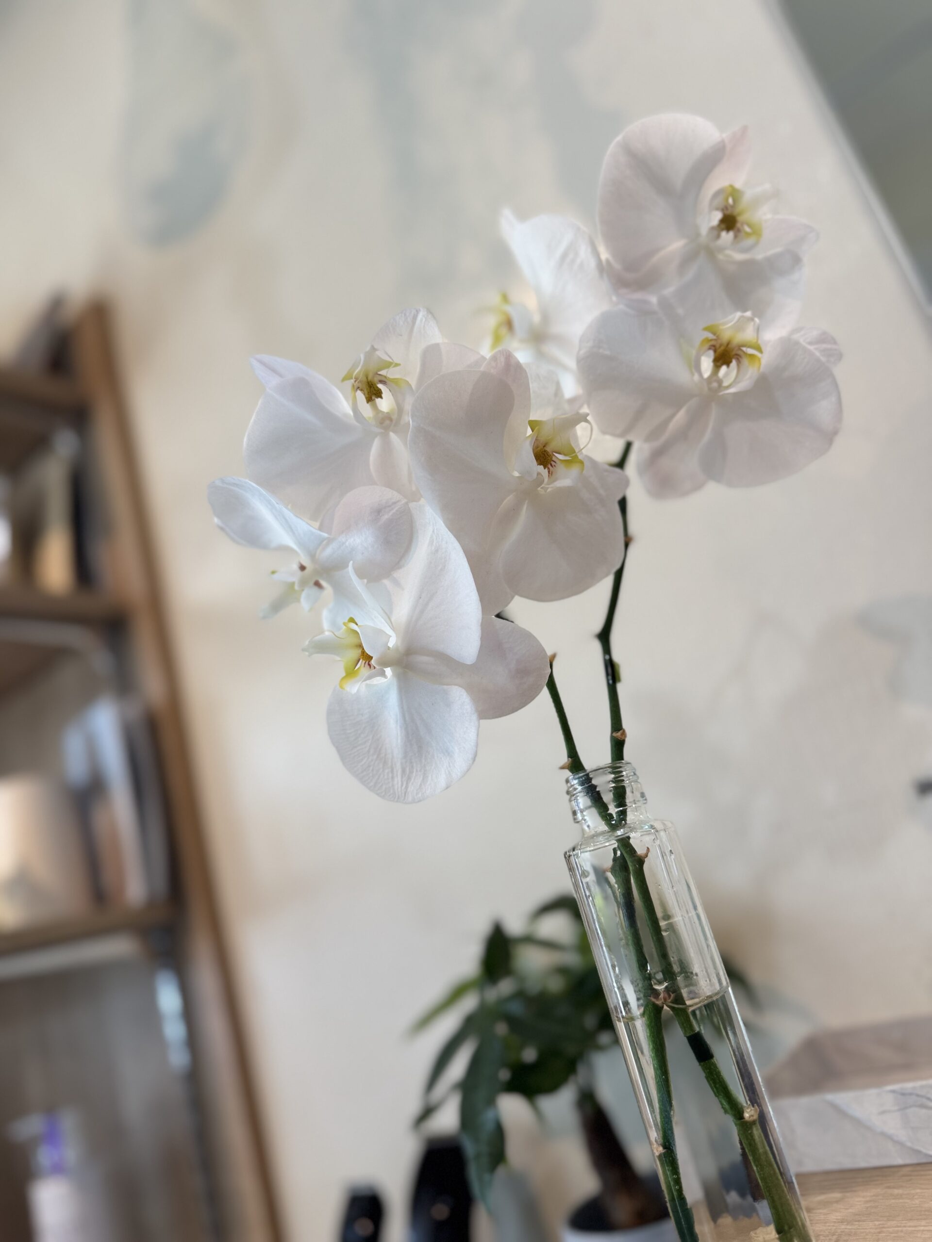 飾られた胡蝶蘭